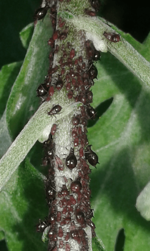 Aphididae su crisantemo : Macrosiphoniella sp.?  S